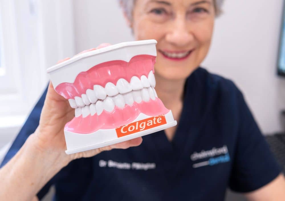 Chelmsford Dentist holding model of teeth.